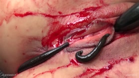 QUEENSNAKE Vampires – QS