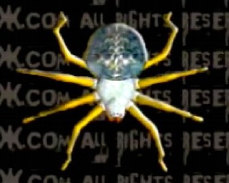 INSEX