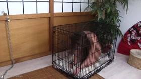 Cage Porn – Lil Caprice Caged