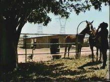 Horse Thief Caught and Trained as Pony Girl