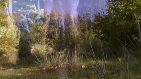 Captured in the woods