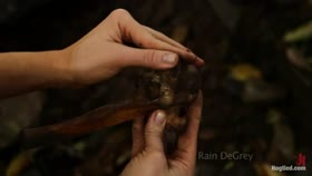 Cherry Torn, Rain DeGrey and Iona Grace – Outdoors